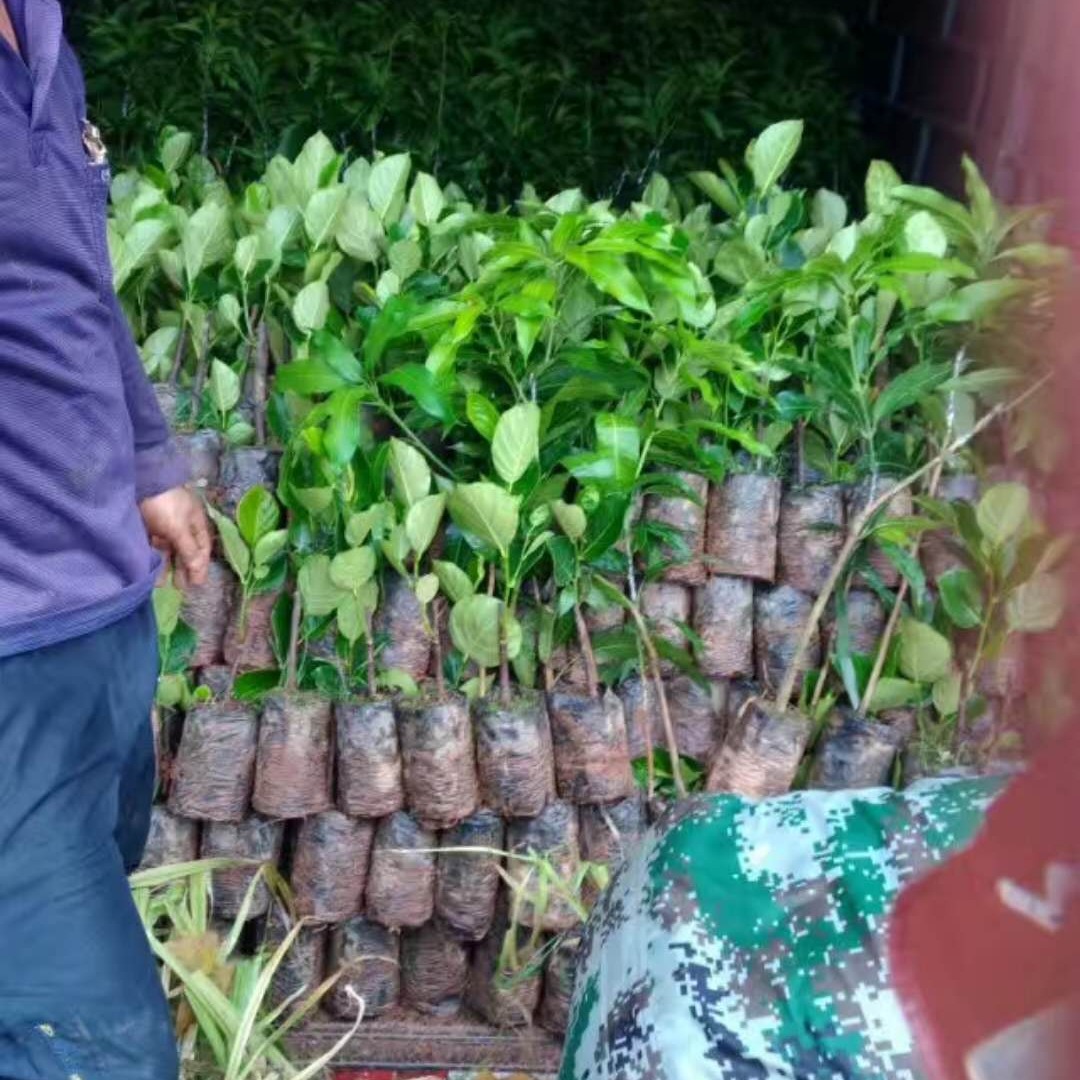 大量海南优质马来西亚菠萝蜜苗嫁接苗基地批发出售 果树3