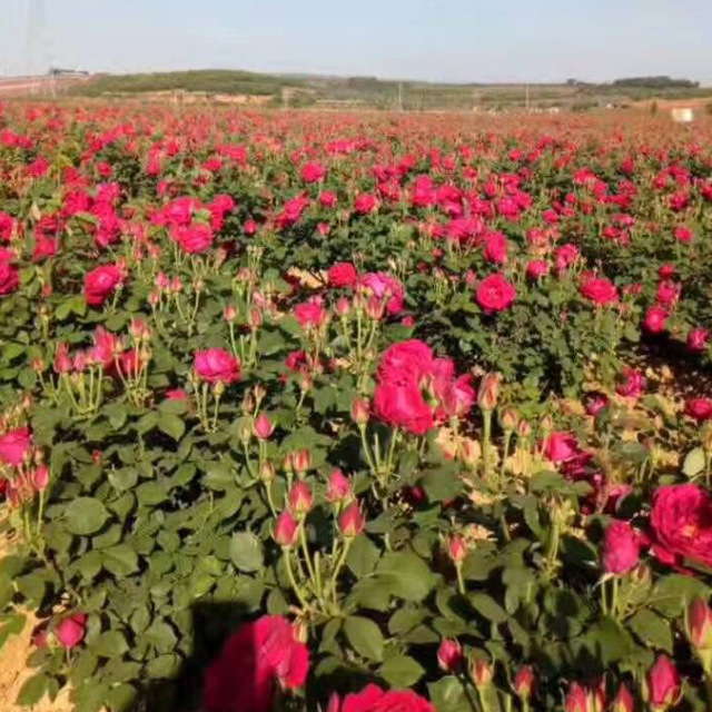 可食用性玫瑰花苗 花卉种苗 可泡花茶 昆明基地大量销售 云南玫瑰盆栽2