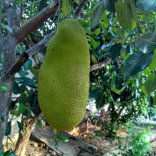 大量海南优质马来西亚菠萝蜜苗嫁接苗基地批发出售 果树1