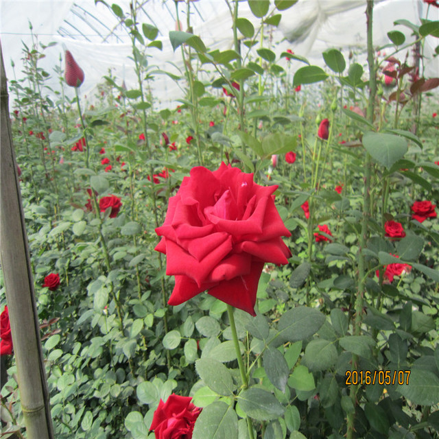欢迎来电 云南花圃月季苗玫瑰花苗批发 自产自销 品种多价格优3