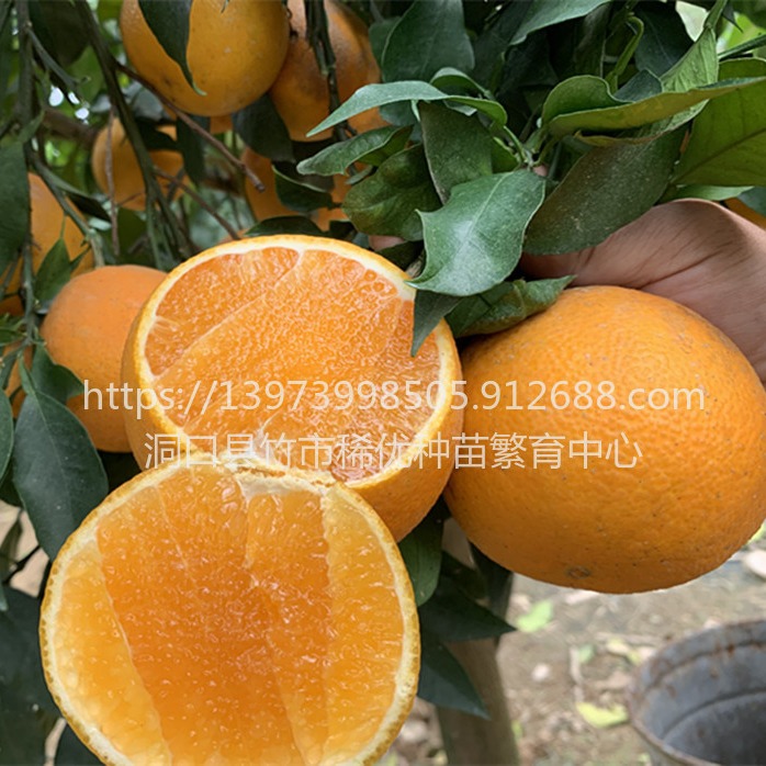 柑橘新品种 爱媛42号苗 爱媛42杂柑 爱媛42柑桔苗 种苗9