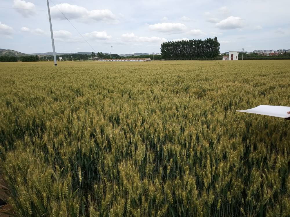 超高产麦种厂家直销德抗961 粮食作物种子1