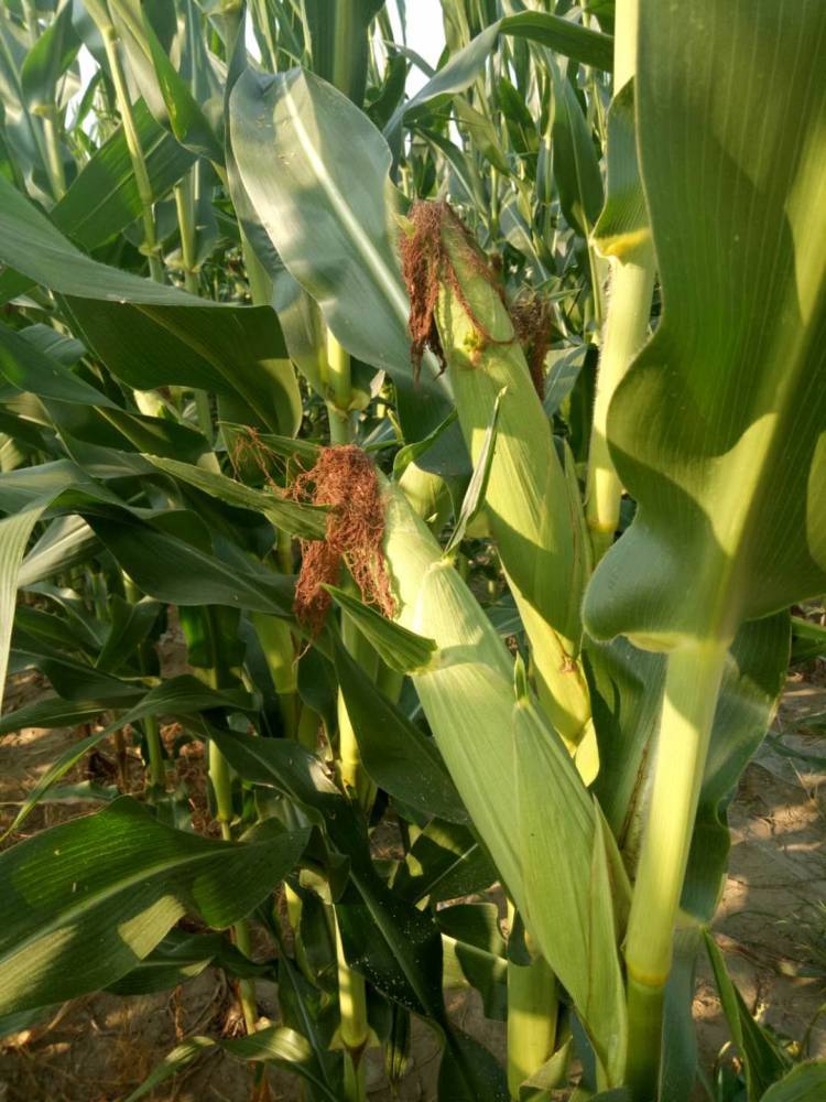 粮食作物种子 高产玉米种子春风3882