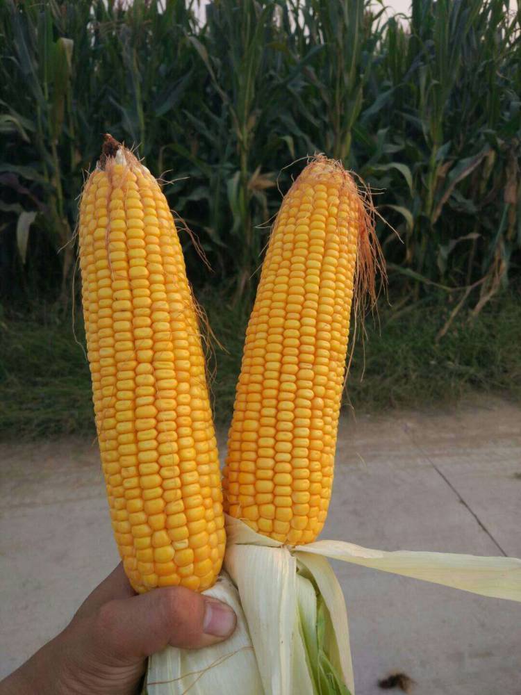 早熟高产玉米种子玉米新品种鲁研23 粮食作物种子1