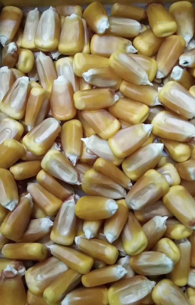 高产超大棒玉米种子铁杆棒王 粮食作物种子1