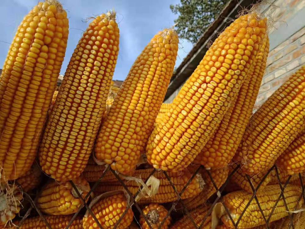 粮食作物种子 铁杆矮大棒玉米品种铁杆5188