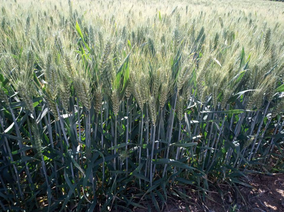 抗病小麦种批发山科麦2000 粮食作物种子