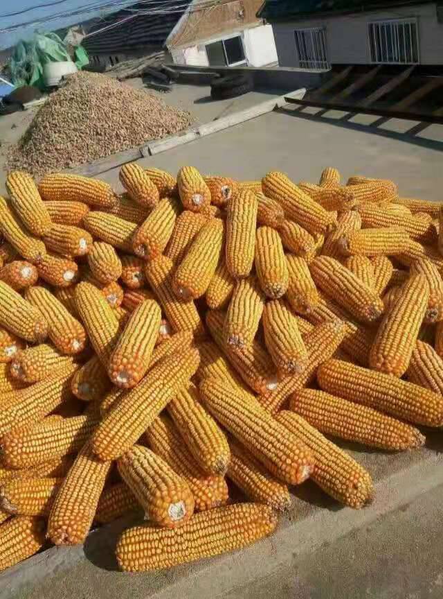 粮食作物种子 铁杆大棒玉米种子高产玉米新品种承科一号2