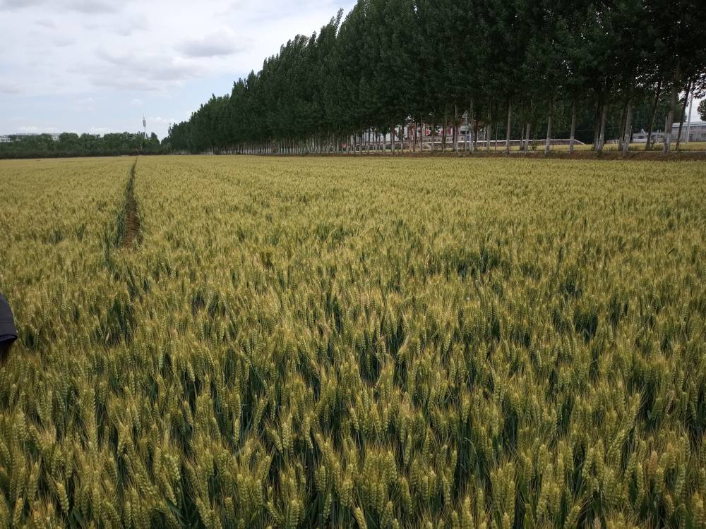超高产麦种厂家直销德抗961 粮食作物种子2