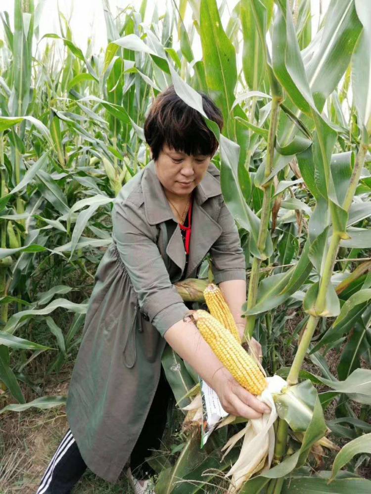 高产玉米新品种高产玉米种子LY23 粮食作物种子2