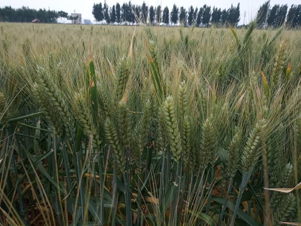 粮食作物种子 小麦种子山科麦20002