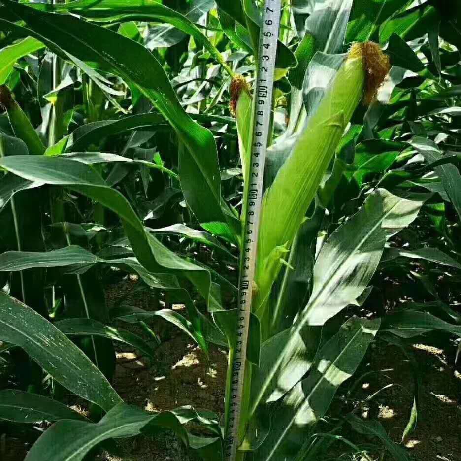 粮食作物种子 高产玉米种子春风3881