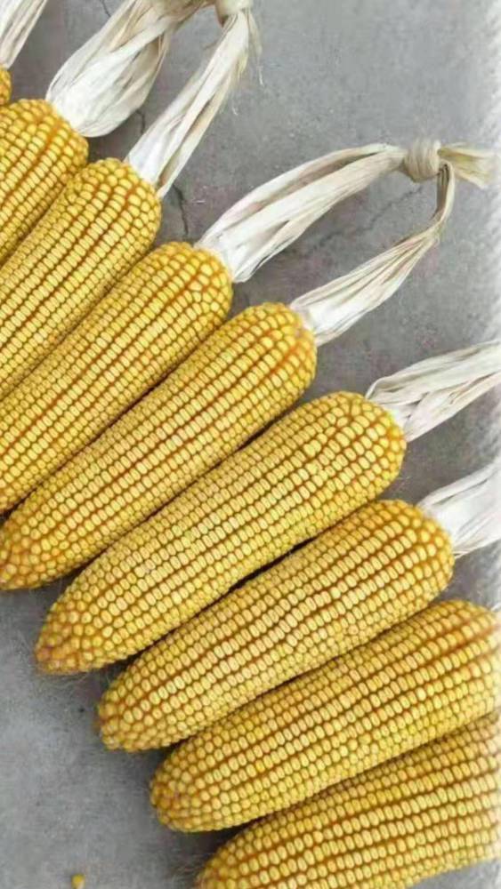 大棒玉米品种高产玉米新品种泰玉11 粮食作物种子