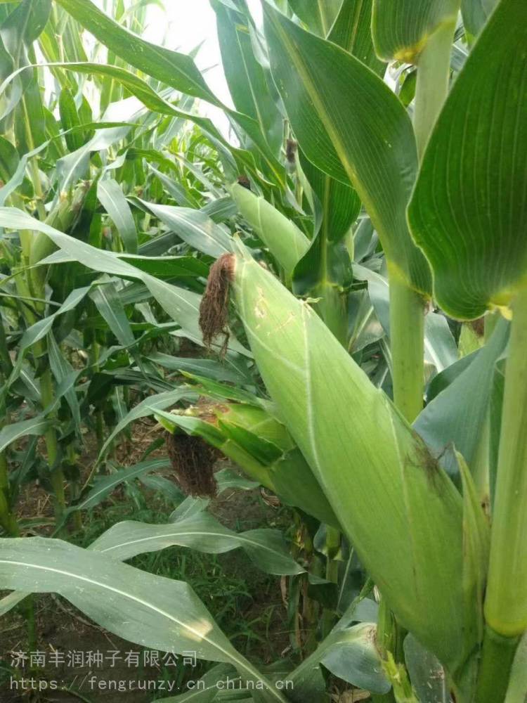 高产玉米新品种大棒玉米种子春风388 粮食作物种子1