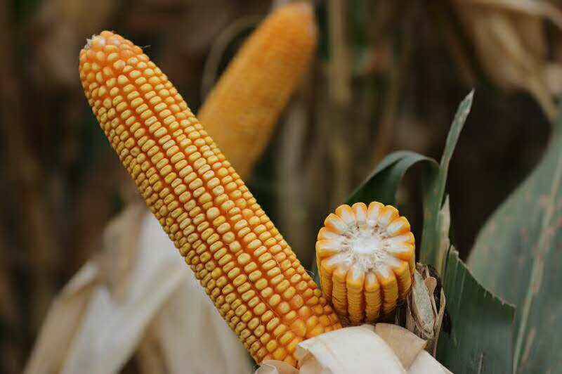 粮食作物种子 高产玉米种懒汉玉米春风3882