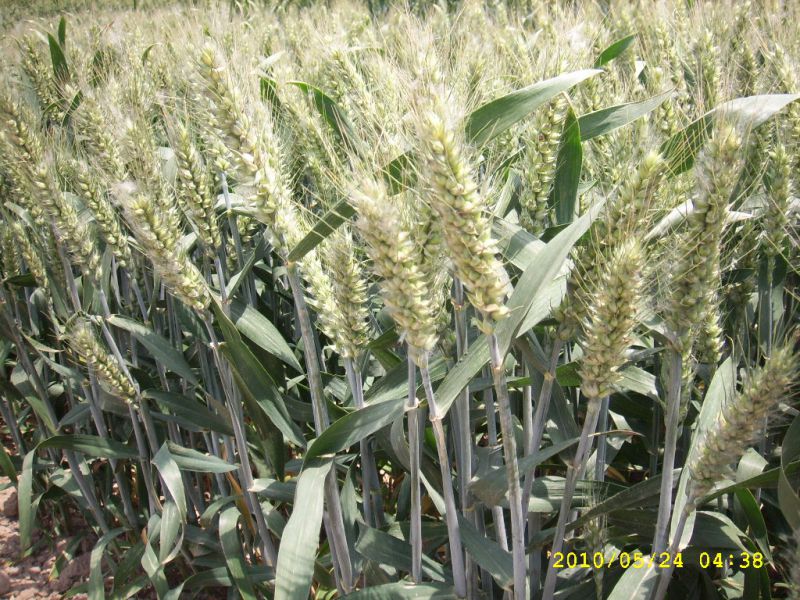 粮食作物种子 小麦种子山科麦2000
