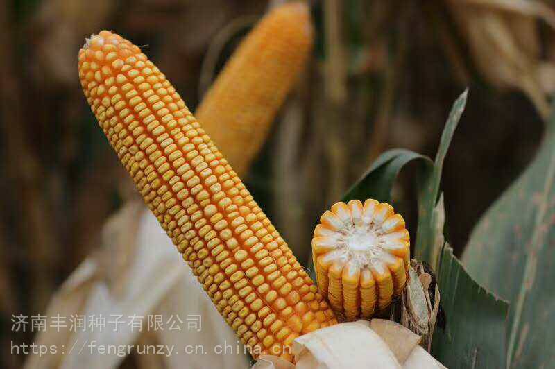 春风388高产玉米种子 粮食作物种子