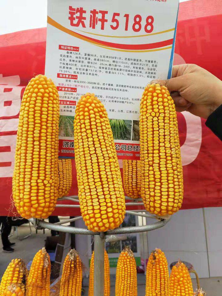 粮食作物种子 抗旱抗倒伏玉米种子铁杆5188