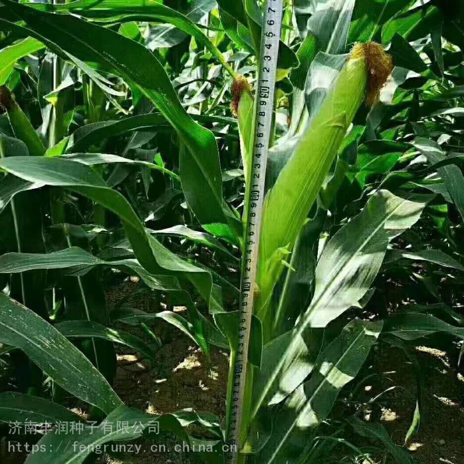 春风388高产玉米种子 粮食作物种子2
