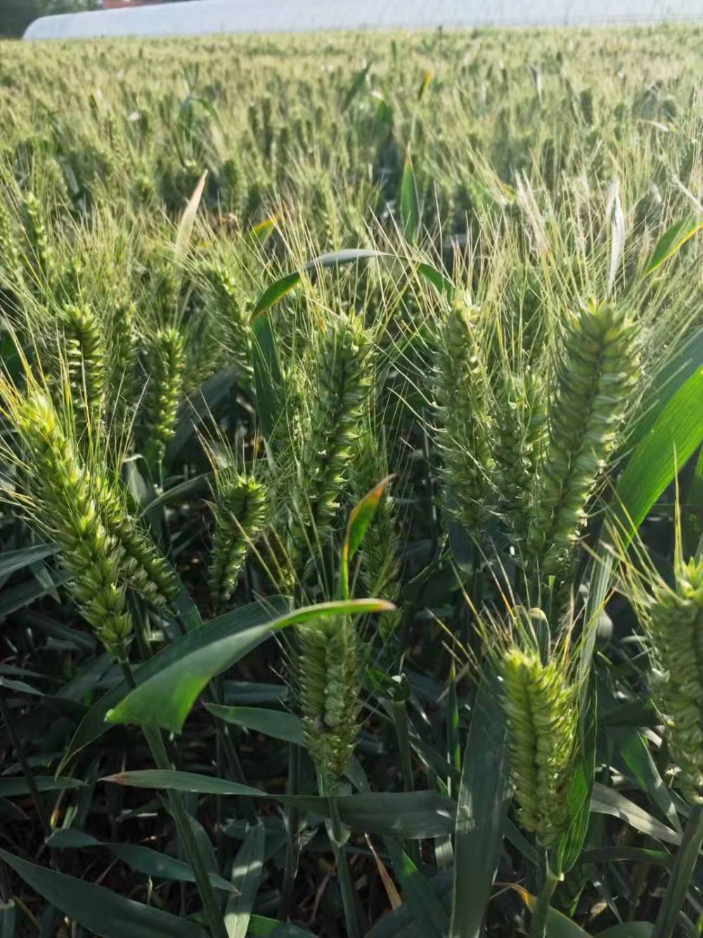 粮食作物种子 高产麦种抗倒伏小麦山科麦20002
