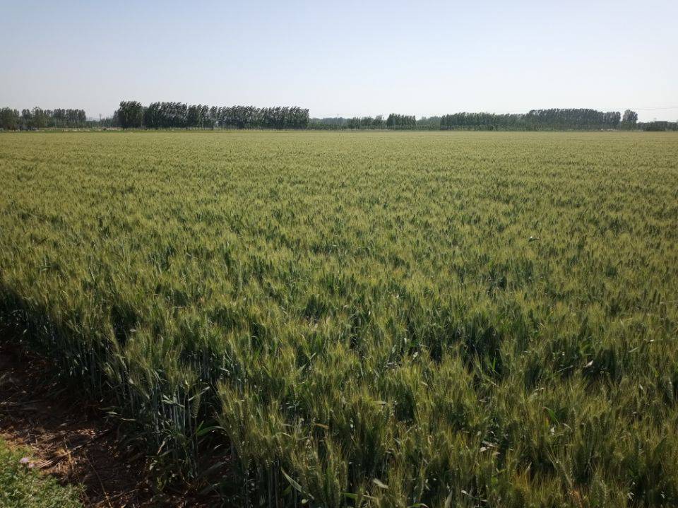抗病小麦种批发山科麦2000 粮食作物种子1