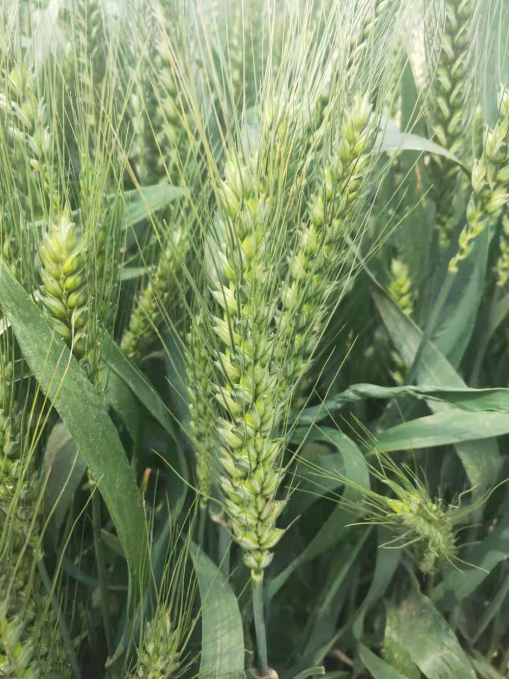 粮食作物种子 高产麦种抗倒伏小麦山科麦2000