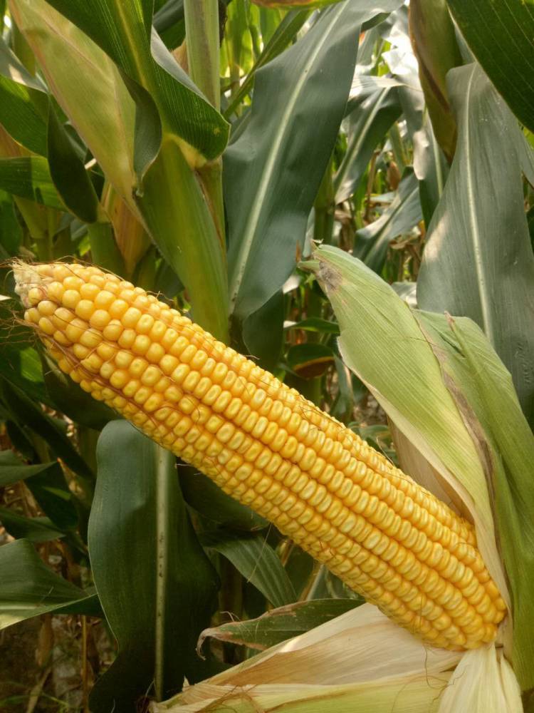 高产超大棒玉米种子铁杆棒王 粮食作物种子2