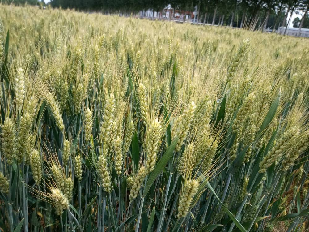 粮食作物种子 高产小麦种子抗盐碱德抗961