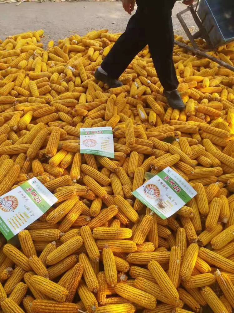 高产玉米新品种高产玉米种子LY23 粮食作物种子