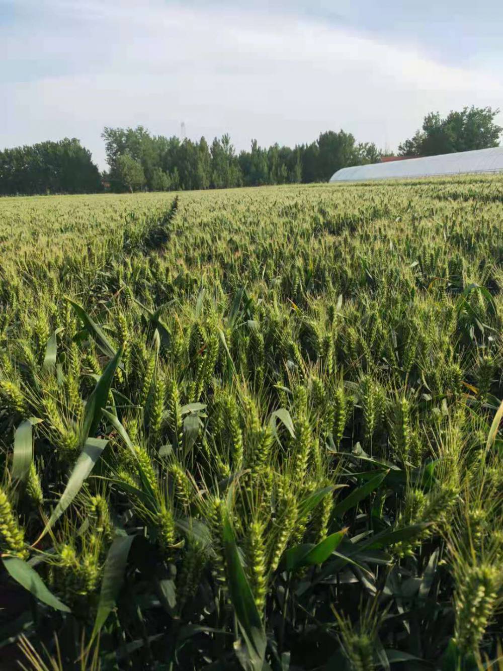 粮食作物种子 高产麦种抗倒伏小麦山科麦20001