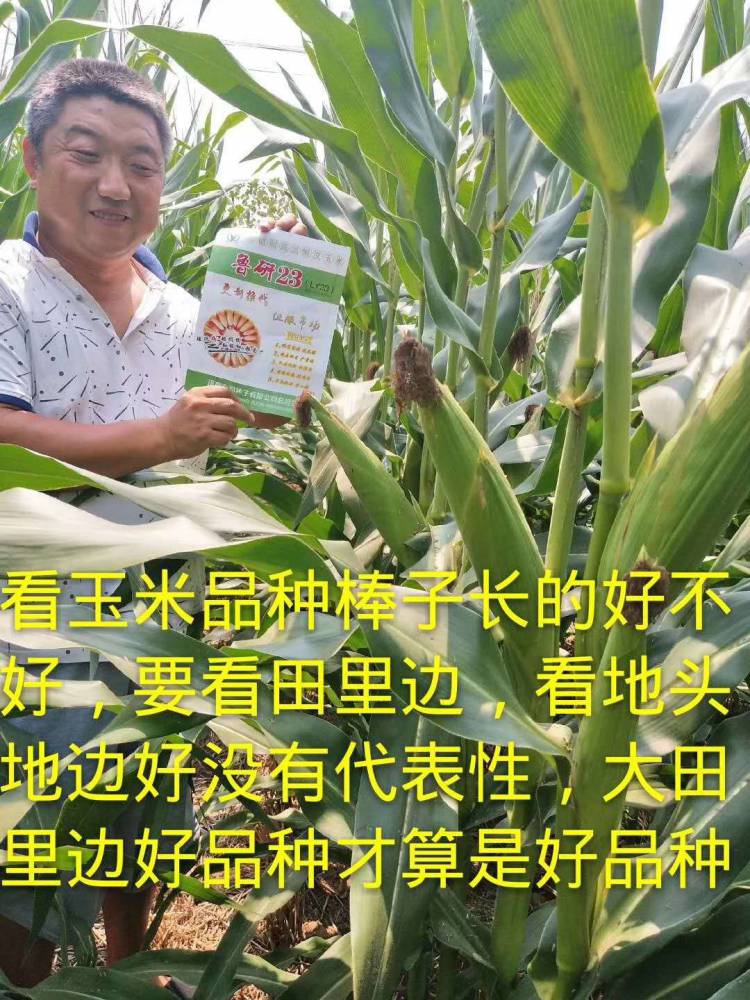 高产玉米新品种高产玉米种子LY23 粮食作物种子1