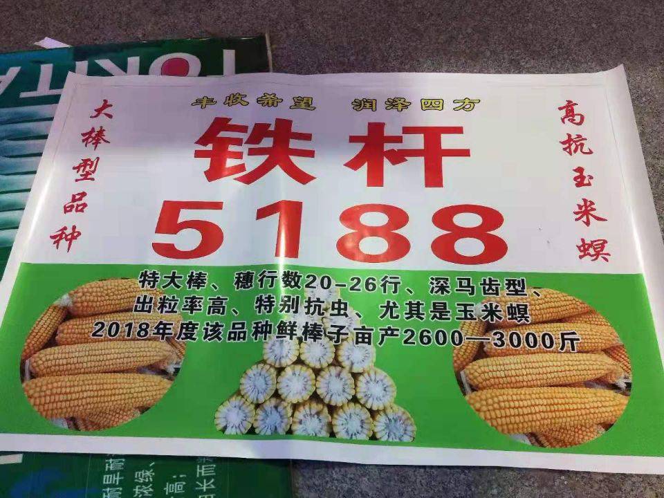 粮食作物种子 抗旱抗倒伏玉米种子铁杆51882