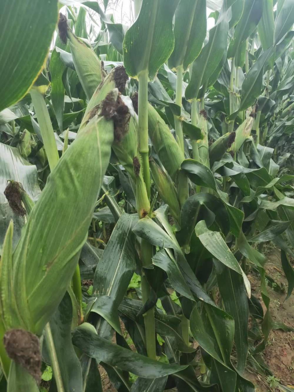 粮食作物种子 铁杆大棒玉米种子高产玉米新品种承科一号1