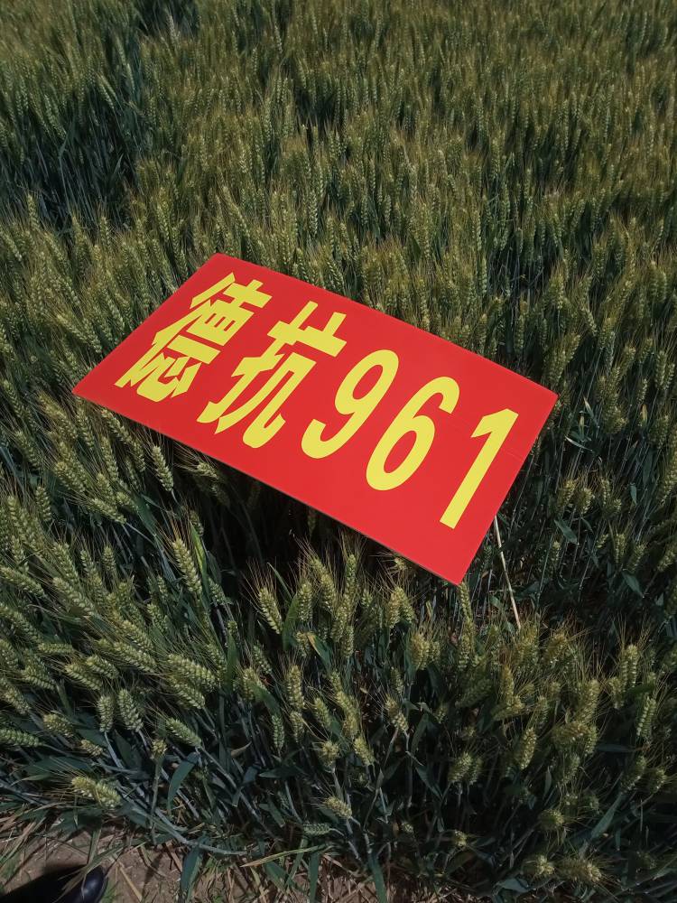 粮食作物种子 高产小麦种子抗盐碱德抗9612