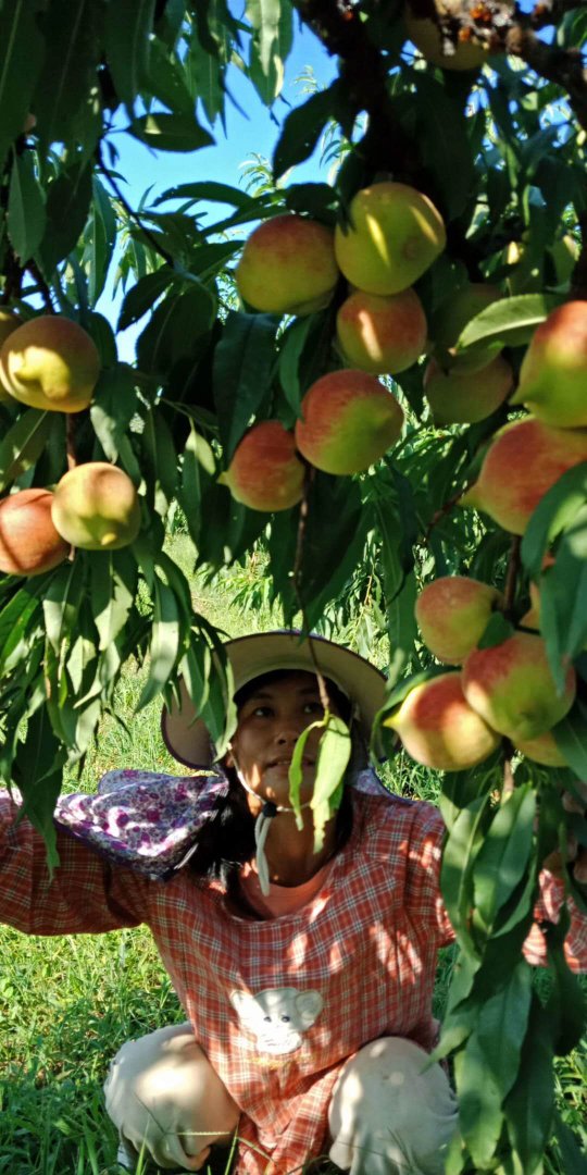 桃树苗批发 早熟的黄桃 南方 其他农作物种子、种苗 基地直供黄桃桃树苗2