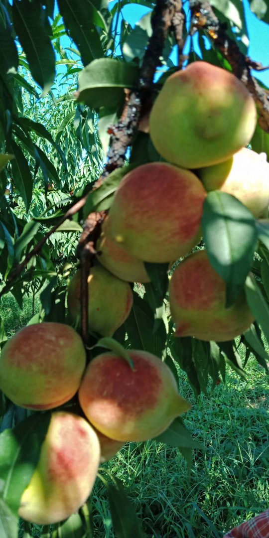 桃树苗批发 早熟的黄桃 南方 其他农作物种子、种苗 基地直供黄桃桃树苗6
