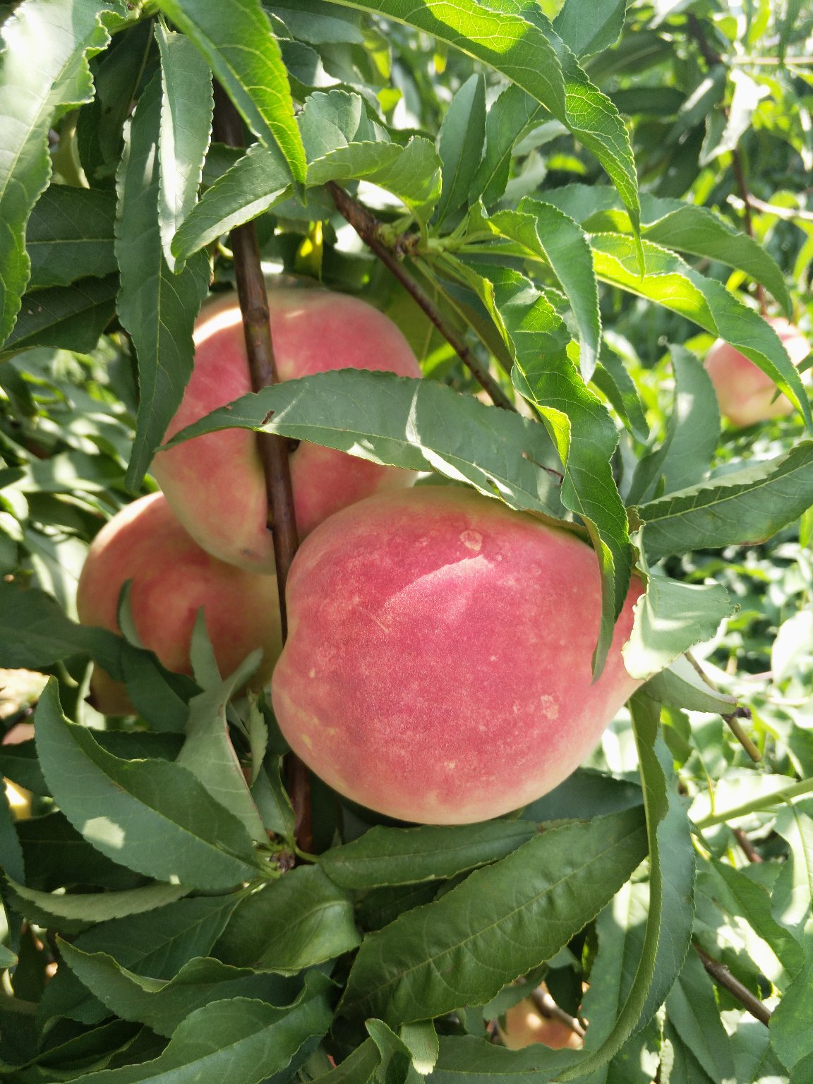 桃树苗批发 早熟的黄桃 南方 其他农作物种子、种苗 基地直供黄桃桃树苗4