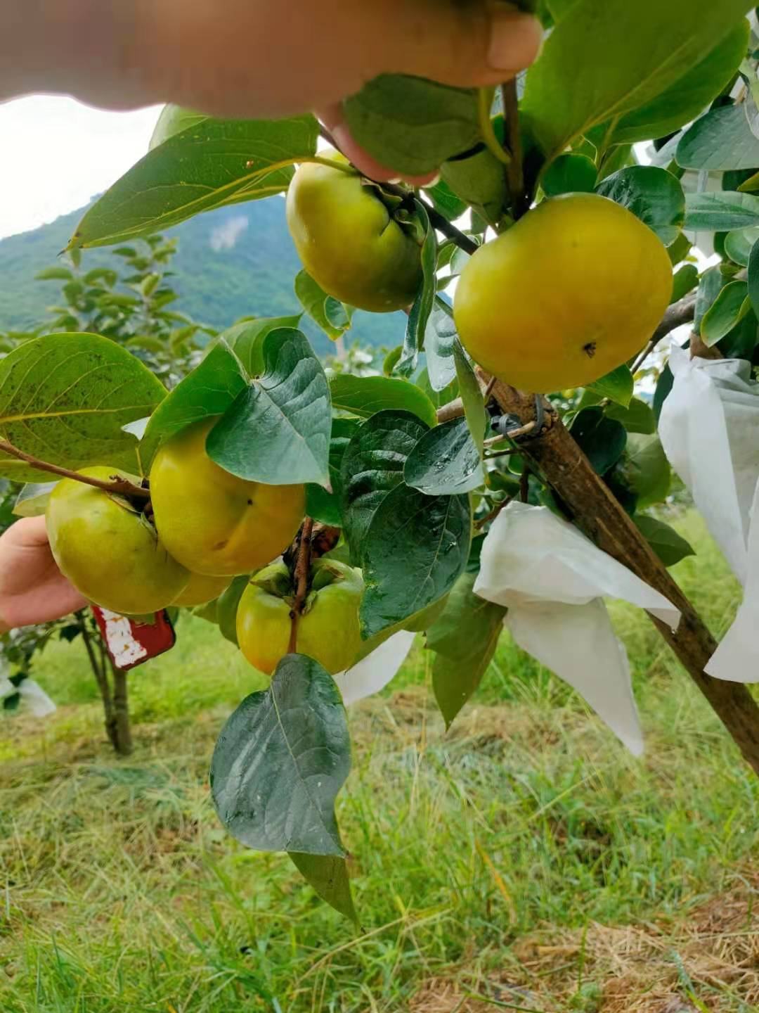 日本甜柿苗 基地直供 甜柿苗价格 其他农作物种子、种苗 大秋甜柿树苗批发7