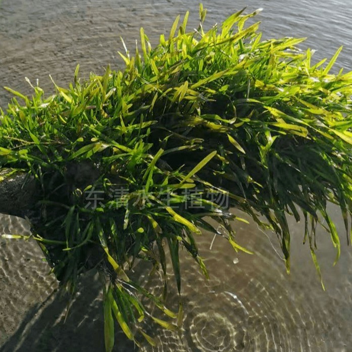 水生态修复 矮生苦草 水下森林 湖泊治理 水生植物 沉水植物