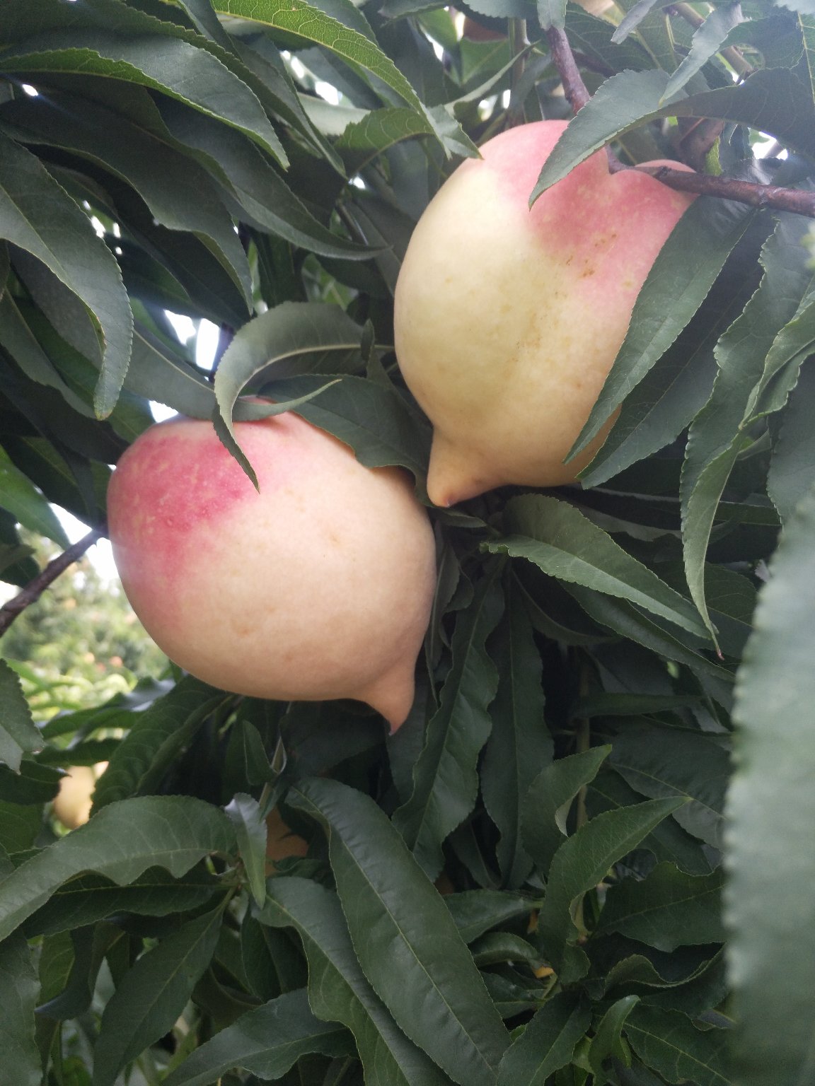 桃树苗批发 早熟的黄桃 南方 其他农作物种子、种苗 基地直供黄桃桃树苗5