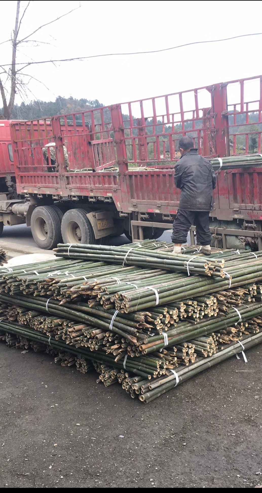 温棚竹竿 竹竿 资源地销售各种2米-3米菜地搭架竹竿 绿化树撑竹竿批发1