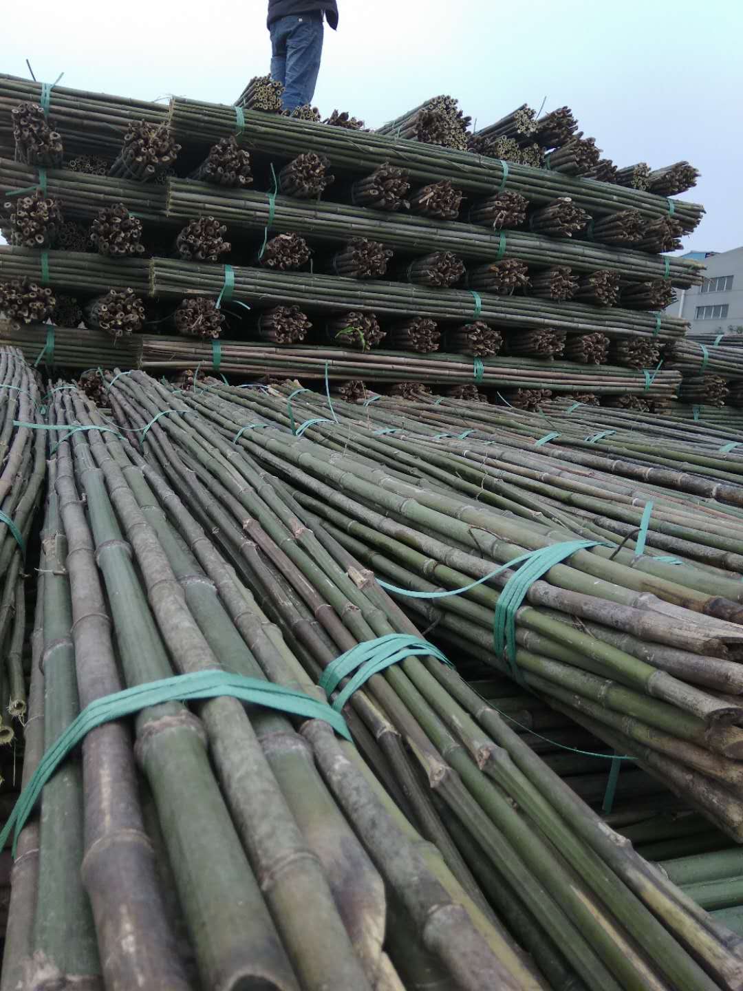 各种菜架竹批发 湖南产地销售2.2米-3米菜架竹竿 厂家发货8