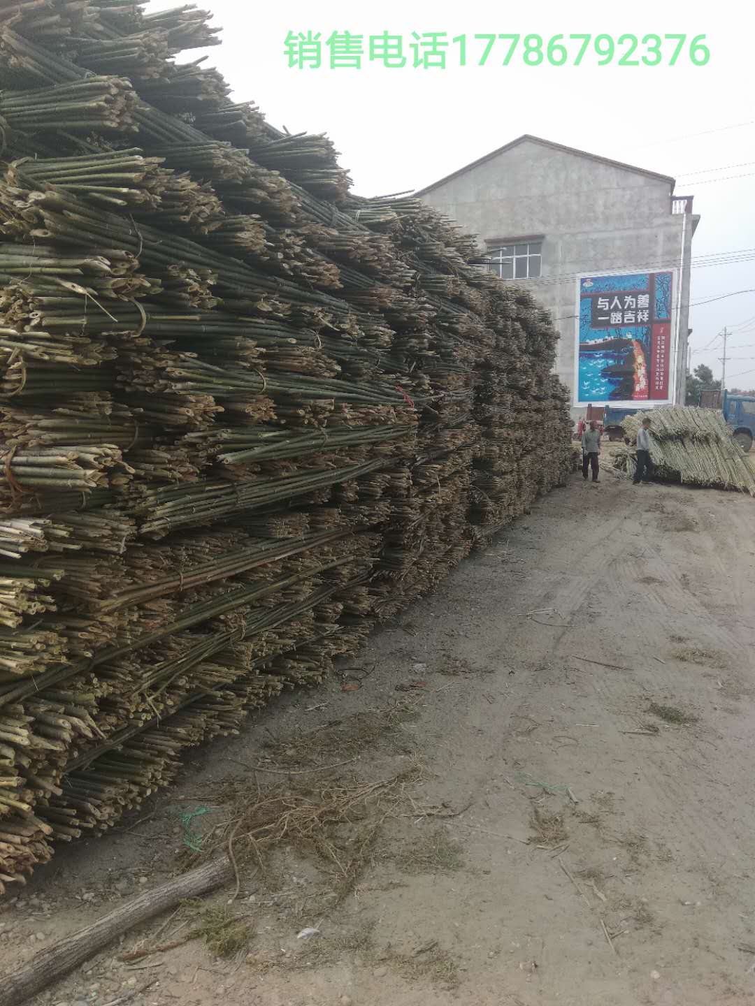 原产地2.2米2.5米2.7米2.8米3米竹竿批发 竹木、藤苇、干草9