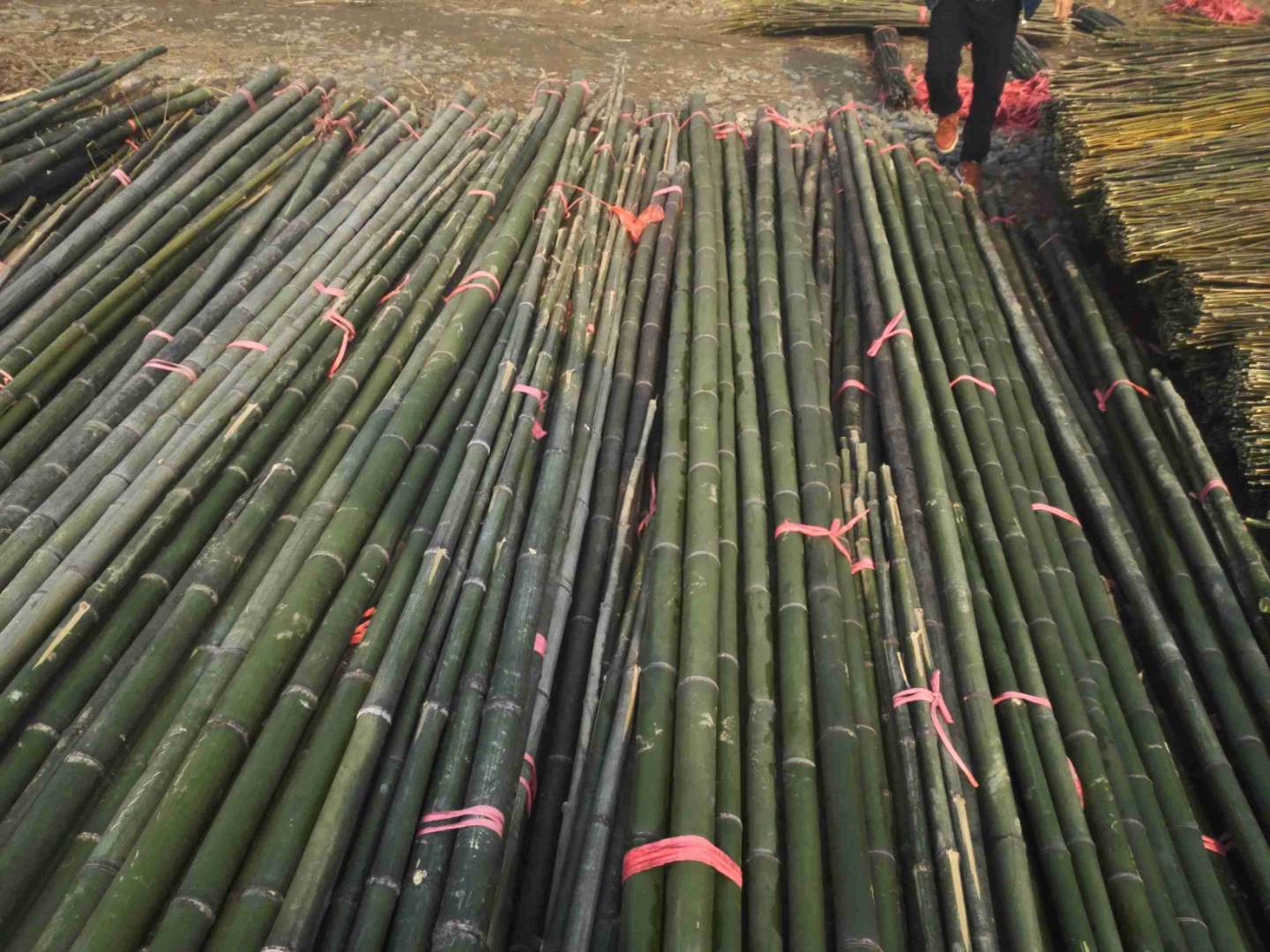 各种菜架竹批发 湖南产地销售2.2米-3米菜架竹竿 厂家发货7