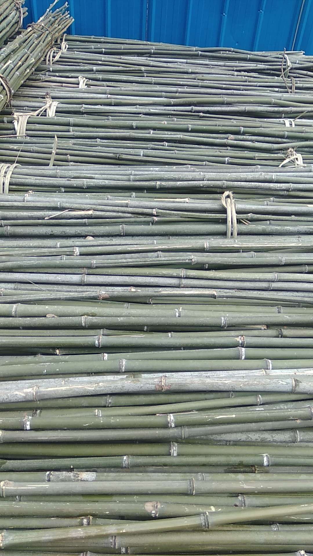 树木支撑竹杆 竹木、藤苇、干草 竹片 鄂西北各种尺寸竹杆 温室大棚竹杆3