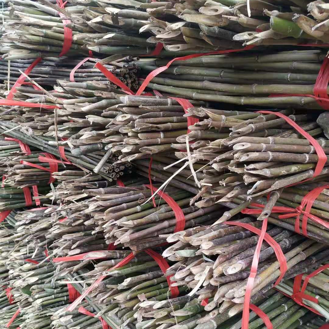 各种菜架竹批发 湖南产地销售2.2米-3米菜架竹竿 厂家发货