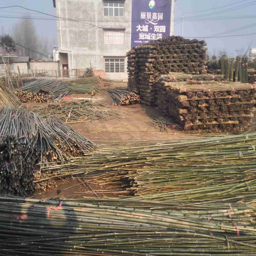 温棚竹竿 竹竿 资源地销售各种2米-3米菜地搭架竹竿 绿化树撑竹竿批发
