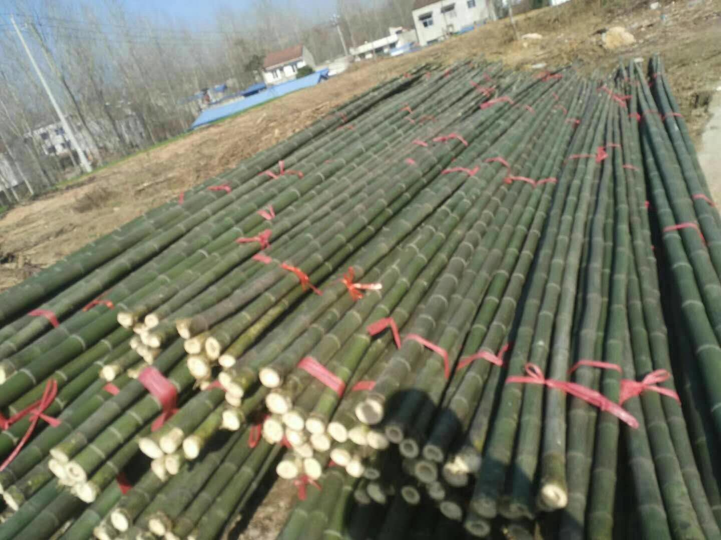 各种菜架竹批发 湖南产地销售2.2米-3米菜架竹竿 厂家发货2
