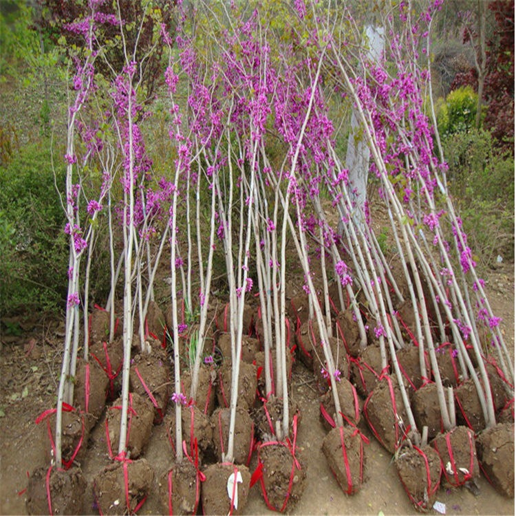 金榆花卉紫荆树苗苗圃大量出售 乔木3