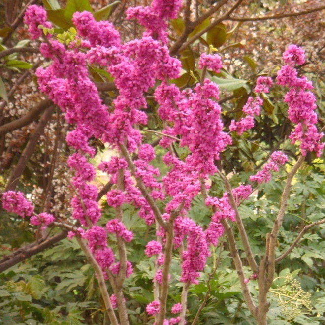 金榆花卉紫荆树苗苗圃大量出售 乔木4